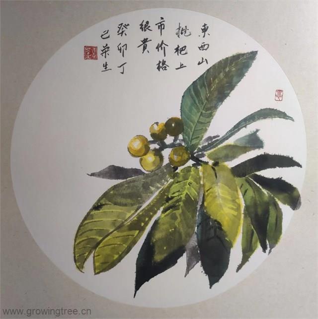 (5)10枇杷熟了.jpg (5)10枇杷熟了.jpg
